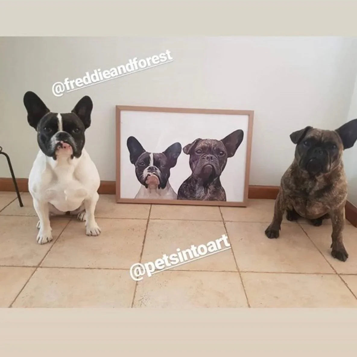 Realistic Pet Portrait - Pets Into Art - Custom Dog and Cat Artworks Australia