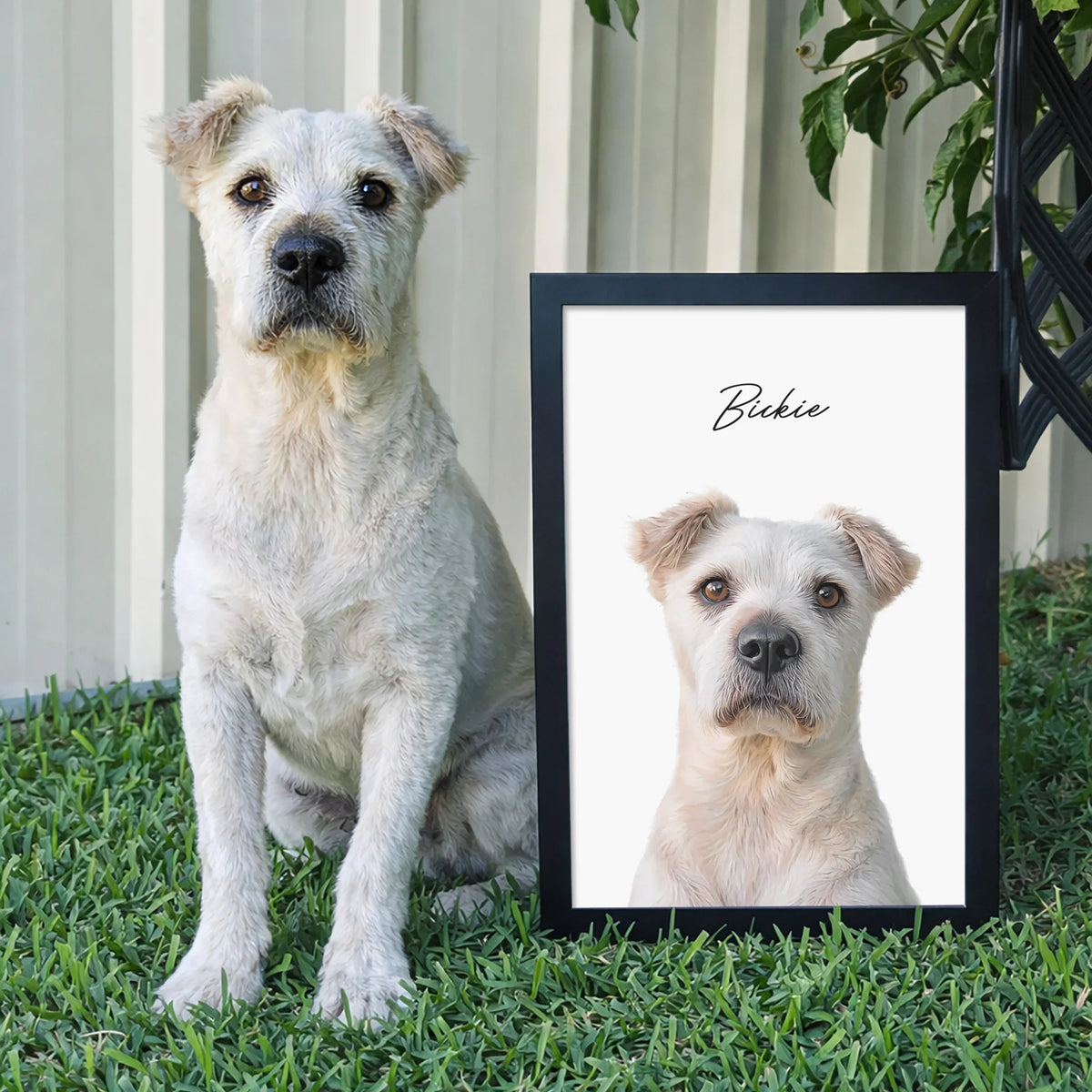 White terrier mix sitting outdoors next to a black framed custom realistic pet portrait named Bickie.