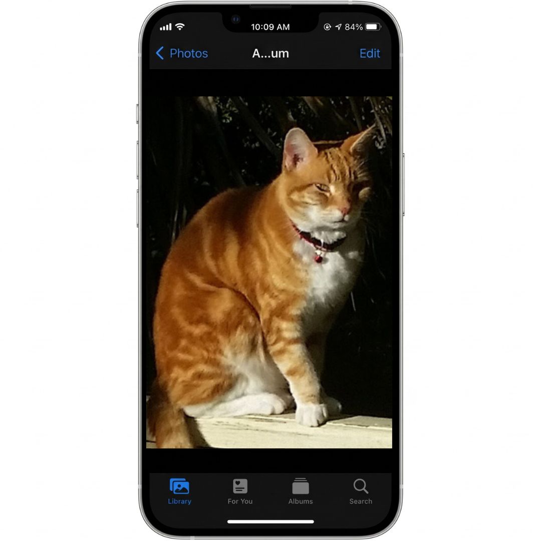 An original candid phone snapshot of a ginger cat outdoors with harsh lighting, demonstrating pet photo quality for custom art by Pets into Art.